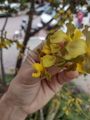 Cyrtopodium flavum