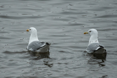 Larus argentatus