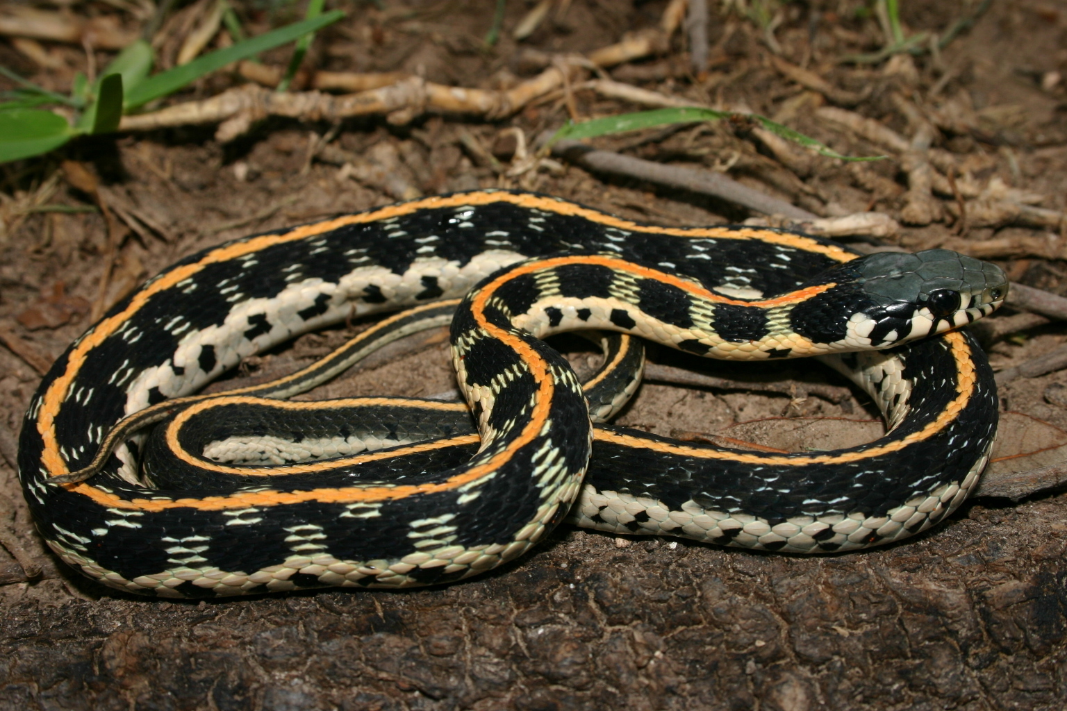 Eastern Black-necked Gartersnake (Subspecies Thamnophis cyrtopsis