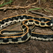 Eastern Black-necked Gartersnake - Photo (c) Michael Price, some rights reserved (CC BY-NC-ND), uploaded by Michael Price