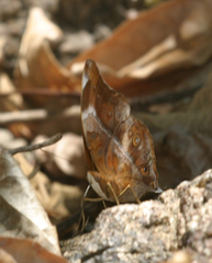 Doleschallia bisaltide pratipa