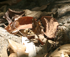 Doleschallia bisaltide pratipa