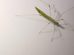 Neides aduncus