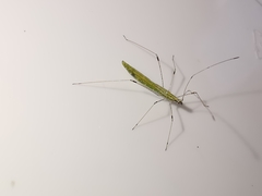 Neides aduncus