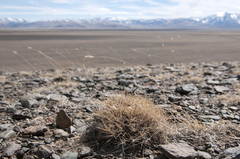 Oxytropis kossinskyi