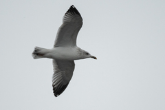 Larus argentatus
