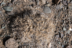 Oxytropis kossinskyi