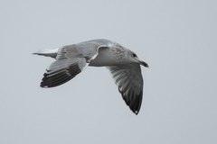 Larus argentatus