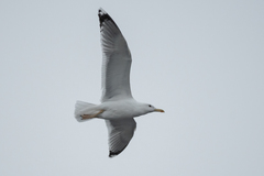 Larus cachinnans