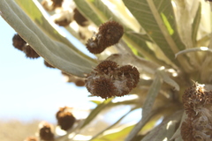 Espeletia brachyaxiantha