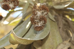 Espeletia brachyaxiantha