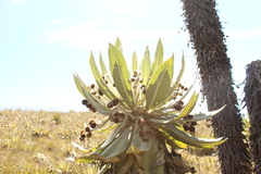 Espeletia brachyaxiantha