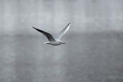 Chroicocephalus ridibundus