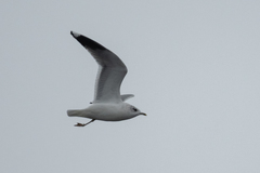 Larus canus