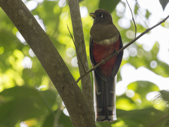 Trogon collaris