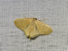 Lophophleps triangularis