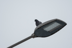 Columba livia domestica