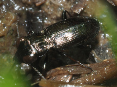Notiophilus palustris