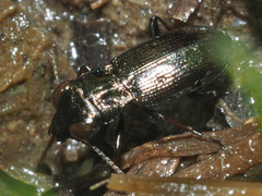 Notiophilus palustris