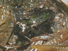 Notiophilus palustris