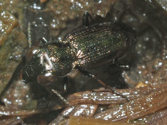 Notiophilus palustris