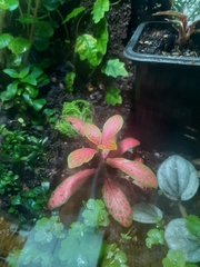 Fittonia