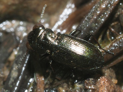 Notiophilus palustris
