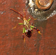 Melucha quinquelineata