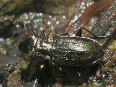Notiophilus palustris