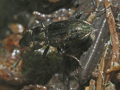 Notiophilus palustris