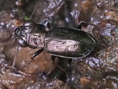 Notiophilus palustris