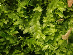 Chiloscyphus pallescens