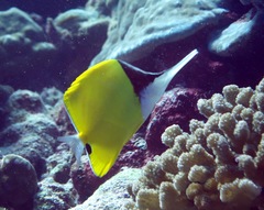 Forcipiger