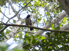 Turdus olivater