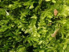 Chiloscyphus pallescens