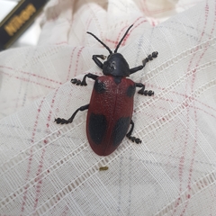 Coraliomela quadrimaculata