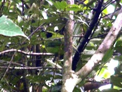 Chloropsis sonnerati