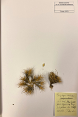 Oxytropis kossinskyi