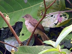 Rubigula erythropthalmos