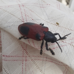 Coraliomela quadrimaculata