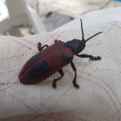 Coraliomela quadrimaculata