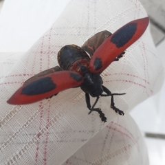 Coraliomela quadrimaculata