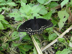 Papilio menatius victorinus