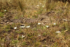 Hypochaeris sessiliflora