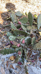Opuntia