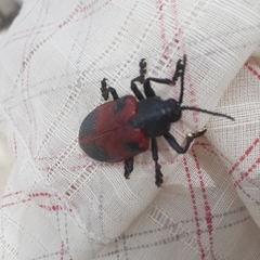 Coraliomela quadrimaculata