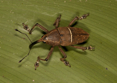 Cholus leucozona