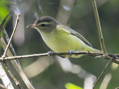 Vireo leucophrys