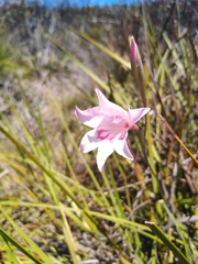 Gladiolus pappei