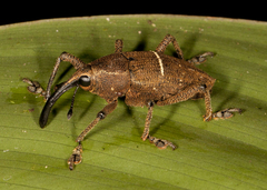 Cholus leucozona